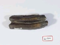 藏品(牛下顎後臼齒)的圖片